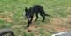 German Shepherd Puppies for sale in Shippensburg, PA 17257, USA. price: $750