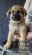 German Shepherd Puppies for sale in West Siloam Springs, OK 74338, USA. price: $750