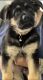 German Shepherd Puppies for sale in Cape Coral, FL, USA. price: $500