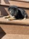German Shepherd Puppies for sale in Little Suamico, WI, USA. price: $600