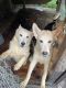 German Shepherd Puppies for sale in Tampa-St. Petersburg Metropolitan Area, FL, USA. price: $700