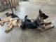 German Shepherd Puppies for sale in Beaumont, CA, USA. price: $100,000