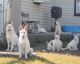 German Shepherd Puppies for sale in New Prague, MN 56071, USA. price: $800