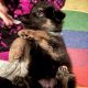 German Shepherd Puppies for sale in St Cloud, FL, USA. price: $1,000