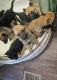 German Shepherd Puppies for sale in Lancaster, CA, USA. price: $700