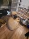 German Shepherd Puppies for sale in Coleman, MI 48618, USA. price: $450