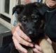 German Shepherd Puppies for sale in 1029 Rosehips Wy, Fernley, NV 89408, USA. price: $50,000