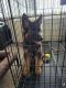 German Shepherd Puppies for sale in Falls Church, VA, USA. price: $5,500