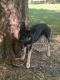 German Shepherd Puppies for sale in Brookville, IN 47012, USA. price: NA