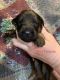 German Shepherd Puppies for sale in Puyallup, WA, USA. price: $2,000