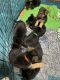 German Shepherd Puppies for sale in Van Wert, OH 45891, USA. price: $800