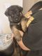 German Shepherd Puppies for sale in Mesa, AZ 85203, USA. price: $350