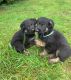 German Shepherd Puppies for sale in Portland, OR, USA. price: $800