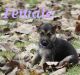German Shepherd Puppies for sale in Columbus, OH, USA. price: $500