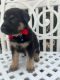 German Shepherd Puppies for sale in Bohemia, NY 11716, USA. price: $1,200