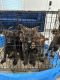 German Shepherd Puppies for sale in Bowie, MD, USA. price: NA