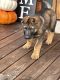German Shepherd Puppies for sale in Peebles, OH 45660, USA. price: $500