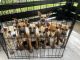 German Shepherd Puppies for sale in Miami, FL, USA. price: $200