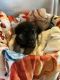 German Shepherd Puppies for sale in 8024 Evesborough Dr, Clay, NY 13041, USA. price: $1,200