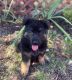 German Shepherd Puppies for sale in 2360 Austin Dr, Charlottesville, VA 22911, USA. price: $2,000