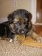 German Shepherd Puppies for sale in Rockwell, NC 28138, USA. price: $1,000