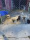 German Shepherd Puppies for sale in Anderson, SC, USA. price: NA