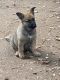 German Shepherd Puppies for sale in Charlotte, NC 28217, USA. price: $350