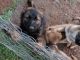German Shepherd Puppies for sale in Albion, MI 49224, USA. price: $350