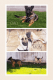 German Shepherd Puppies for sale in Pasco, WA 99301, USA. price: $400