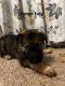 German Shepherd Puppies for sale in Grand Rapids, MI 49504, USA. price: $700