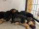 German Shepherd Puppies for sale in Le Sueur County, MN, USA. price: $1,200
