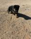 German Shepherd Puppies for sale in Queen Creek, AZ 85142, USA. price: $1,500