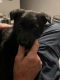 German Shepherd Puppies for sale in Honaker, VA 24260, USA. price: $600