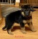 German Shepherd Puppies for sale in Puyallup, WA, USA. price: $1,800