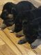 German Shepherd Puppies for sale in Barbourville, KY, USA. price: $800