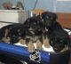 German Shepherd Puppies for sale in Oklahoma City, OK 73112, USA. price: $300