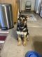 German Shepherd Puppies for sale in Rockford, IL, USA. price: $1,000
