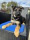 German Shepherd Puppies for sale in Hagerstown, MD, USA. price: $800