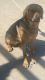 German Shepherd Puppies for sale in 2174 Newcastle Dr, Yuba City, CA 95991, USA. price: $10