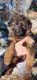 German Shepherd Puppies for sale in Calgary, AB, Canada. price: $3,500