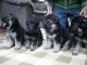 German Shepherd Puppies for sale in Atlanta, GA 30301, USA. price: $500