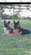 German Shepherd Puppies for sale in Campbellsburg, IN 47108, USA. price: $333