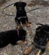 German Shepherd Puppies for sale in Petaluma, CA, USA. price: $400