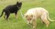 German Shepherd Puppies for sale in Randle, WA 98377, USA. price: $700