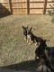 German Shepherd Puppies for sale in Decatur, AL 35601, USA. price: $600