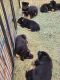 German Shepherd Puppies for sale in Dillon, MT 59725, USA. price: NA