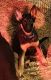 German Shepherd Puppies for sale in Okmulgee, OK 74447, USA. price: $500