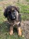 German Shepherd Puppies for sale in Otsego, MI 49078, USA. price: $1,200