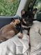 German Shepherd Puppies for sale in Portland, OR, USA. price: $300
