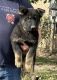 German Shepherd Puppies for sale in Danville, IN 46122, USA. price: $450